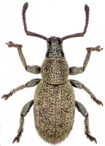 Pseudomeira flavipennis